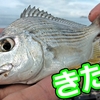 【短時間爆釣】🐟狙った獲物が来たッ❗釣れない時には足で稼ぐ【釣行日2023/9/14(木)】