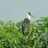 Wooly-necked Stork シロエリコウ (インドの鳥その100)