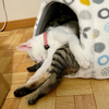 【28日目】猫は快適な寝る場所を日々模索する