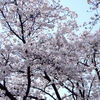 ２０２４／０４／０７　北習志野