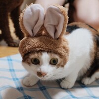 今年は『卯』年。明けてますm(._.)m