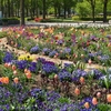 三郷文化公園の花壇