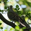 野鳥観察の日記: 公園での出会い
