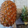 パイナップル🍍を植えてみた