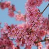 辛夷（こぶし）の花