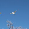 けあらし白鳥②（2月6日）