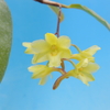 Dendrobium flos-wanua
