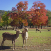 GoTo奈良（京都三日目）