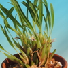 Maxillaria strumata