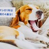 犬　糖尿病　採血日