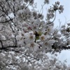 目黒川の桜2024