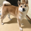 柴犬あきとの生活　169