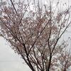 桜、桜、桜