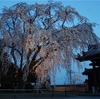 千光寺さんの樹齢150年の枝垂桜　～ライトアップとドローンと御朱印と～