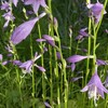 家の周りに咲く紫色の花たち