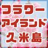 色とりどりの花が咲き誇る‼　フラワーアイランド久米島