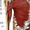 大胸筋の伸張テストと圧痛好発部位