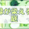 育ち盛りの庭と草と畑造りの先生と、キュウリレシピを求める私。