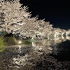 4月19日_夜桜デート