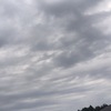 ２０２１年５月３０日のそらです　掘りたてのだいこん