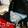 【型別5種類】猫キャリーバッグの選び方とおすすめ人気商品