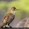 早よ撮れあくびが出る