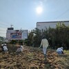 ヒマワリの苗植え