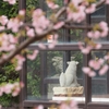 荒川神社の狛犬と早咲き桜