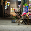 近隣繁華街のねこさん