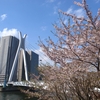 【日常】佃島の桜、木曜日だけど水曜日のネコ