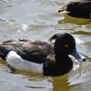 親水公園でバードウォッチング 〜キンクロハジロ編〜