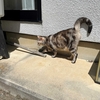 猫、血が出る程掻いてしまう