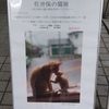 佐世保の猫展 ～佐世保の猫の現状を知ってください～　in 佐世保市博物館島瀬美術センター