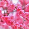 【桜は神聖な木☆】日本人の花見の歴史について調べてみた♪♪