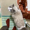 僕が帰宅してもしばらくずっと眠っていたふくちゃん