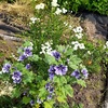 ポタジェガーデンのお花たち