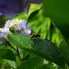 ６月の　ご近所徘徊