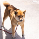 アラサー柴犬の子育てブログ