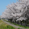 今年も撮りました伏見川の桜