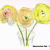 Ranunculus