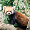 ナマケモノが見てた