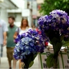 紫陽花の街　鎌倉　若宮大路