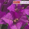 南国の花として知られるブーゲンビリア