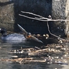 ◆カワセミの後ろに”クイナ？”（尼が台総合公園）