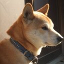 やなぎのブログ