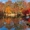 隠れた紅葉の名所のタカドヤ湿地