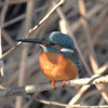 鳥撮散歩　いつもの場所でいつもの野鳥、そしていつもの仲間😊