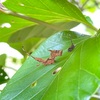 アシベニカギバの幼虫