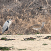 アジアヒメダチョウを見に行く（２０２０　０１３１－０２０２）野鳥編　その７。