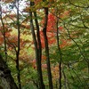 鳴神山の紅葉が始まりました